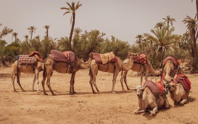 Which Arabic should I learn? Formal or slang?